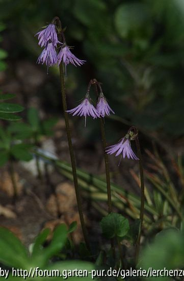 Karpaten-Troddelblümchen (Soldanella carpatica)