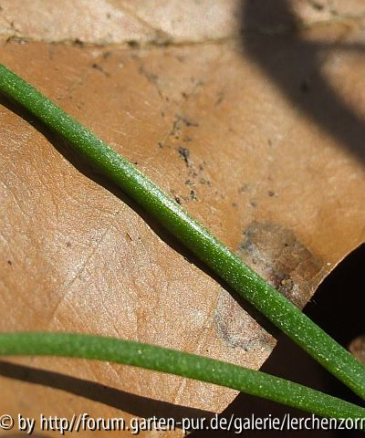 Scheidiger Goldstern (Gagea spathacea)