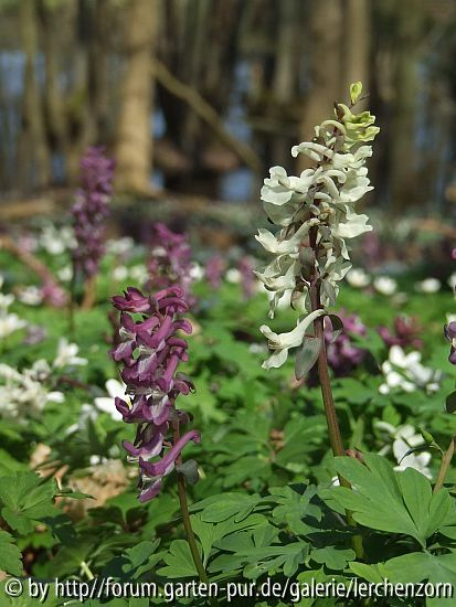 Hohler Lerchensporn (Corydalis cava)