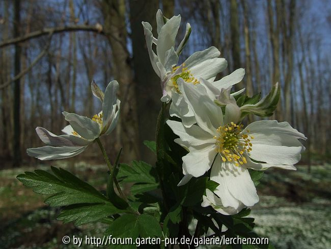 Buschwindröschen (Anemone nemorosa)