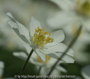 Buschwindröschen (Anemone nemorosa)