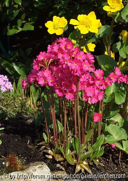 Rosenprimel (Primula rosea)