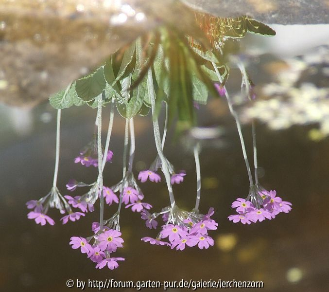 Balkan-Mehlprimel (Primula frondosa)