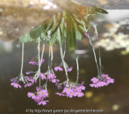 Balkan-Mehlprimel (Primula frondosa)