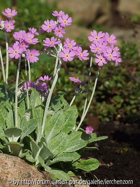 Balkan-Mehlprimel (Primula frondosa)