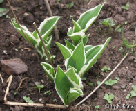 Fortunei albomarginata