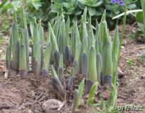 unbekannte Hosta (3)
