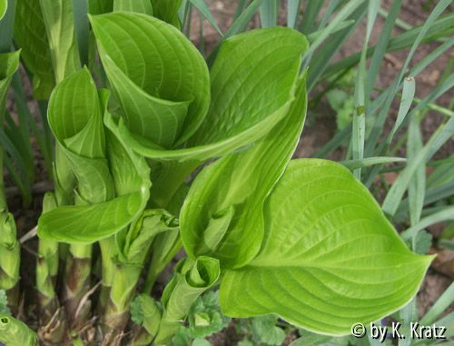 unbekannte Hosta (1)