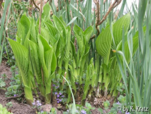 unbekannte Hosta (1)
