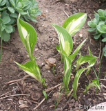 Undulata Univittata 2 (?)