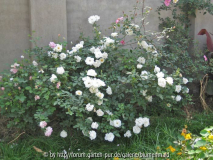 schneewittchen kordes