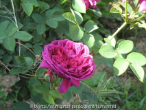 engl rose 14.4.