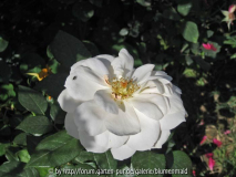 lions rose 14.4.