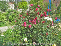 pak rose 14.4.