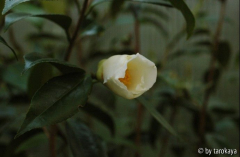 kiho09