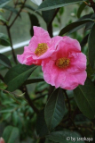 C.reticulata09