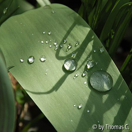 Tulpenblatt präsentiert kleine Wassertropfensammlung