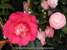 Wheeler u. Nuccio`s Pearl