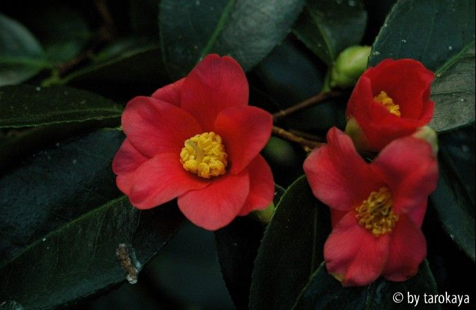 yukibata-tsubaki2
