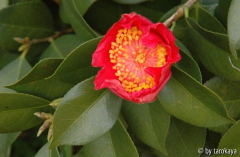 hinomaru