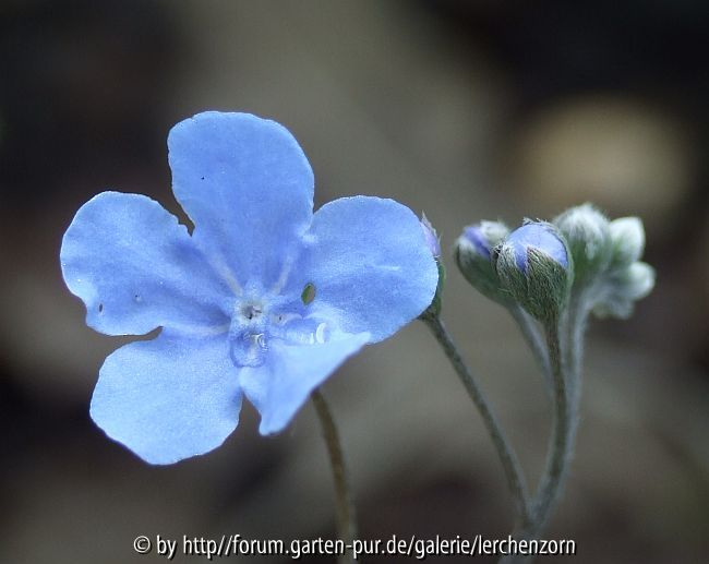 Gedenkemein (Omphalodes cappadocica)