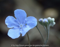 Gedenkemein (Omphalodes cappadocica)