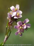 unbekannte Gänsekresse (Arabis spec.)