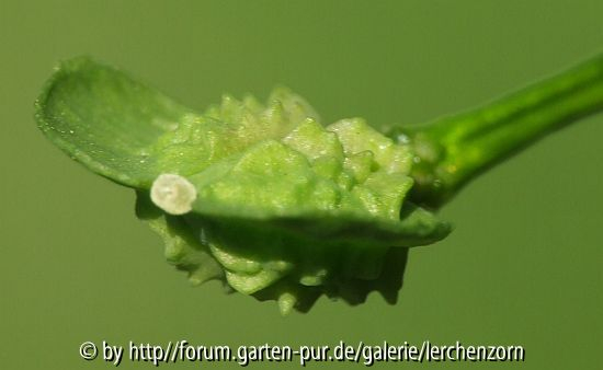 Großblättriges Täschelkraut (Thlaspi macrophyllum) - Frucht