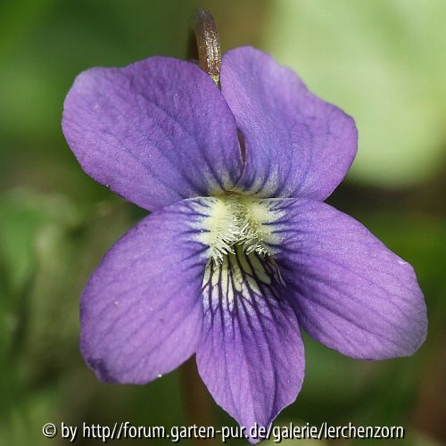 Pfingst-Veilchen (Viola sororia)