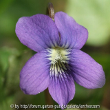 Pfingst-Veilchen (Viola sororia)