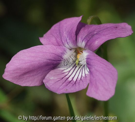 Rosafarbenes Hainveilchen (Viola riviniana f. rosea)