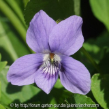 Hain-Veilchen (Viola riviniana)