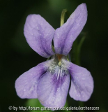 Wald-Veilchen (Viola reichenbachiana)