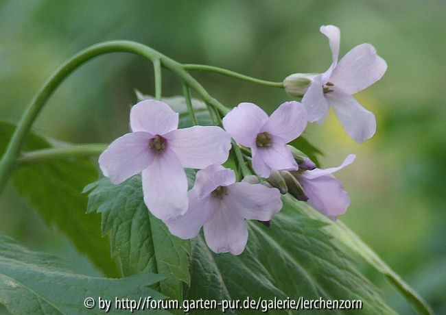 Siebenblättrige Zahnwurz (Cardamine heptaphylla)