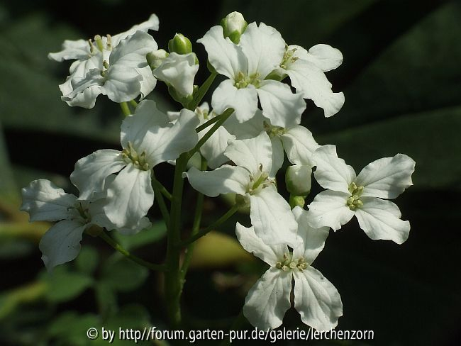 Kleeblatt-Schaumkraut (Cardamine trifolia)