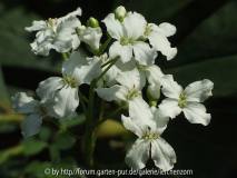 Kleeblatt-Schaumkraut (Cardamine trifolia)