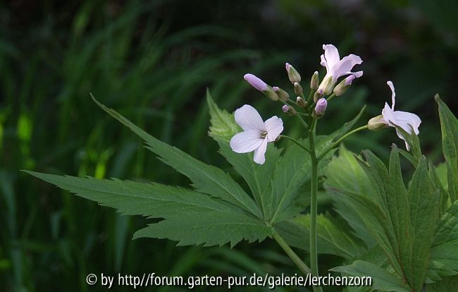 Siebenblättrige Zahnwurz (Cardamine heptaphylla)
