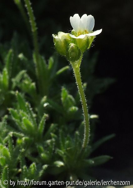 unbekanntes Hungerblümchen (Draba spec.)