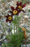 Pulsatilla rubra