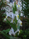 Iris magnifica 'Agalik' I