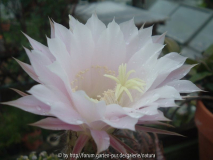 Kaktusblüte