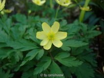 Anemone x lipsiensis