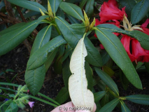 Rhododendron wiltonii ? I
