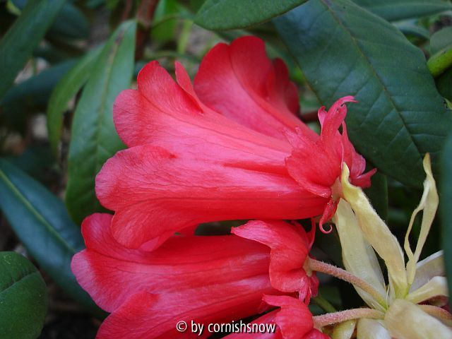 Rhododendron wiltonii ? II