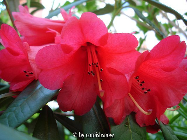 Rhododendron wiltonii ? III