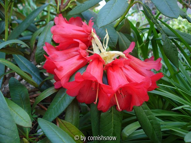 Rhododendron wiltonii ? IV