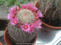 Kaktusblüten