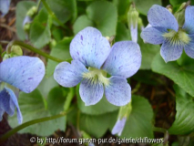 Viola sororia gefleckt