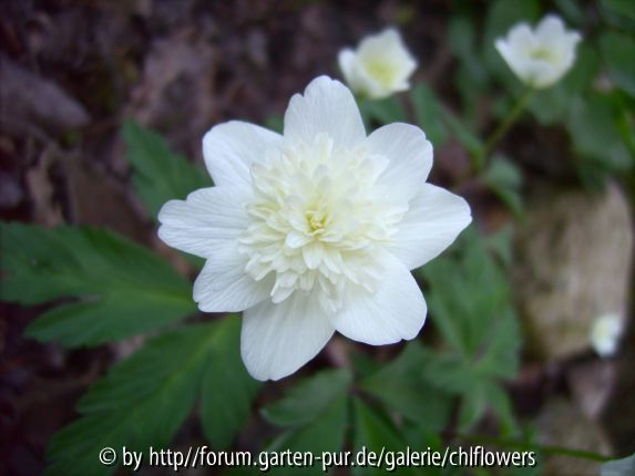 Anemone nemorosa gefüllt