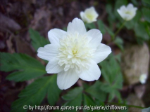 Anemone nemorosa gefüllt